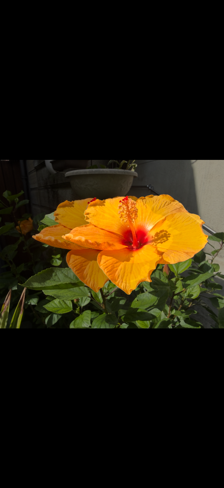 背景の写真を残したまま、切り抜いた花が右へずれて重なっているドラッグ中の画面